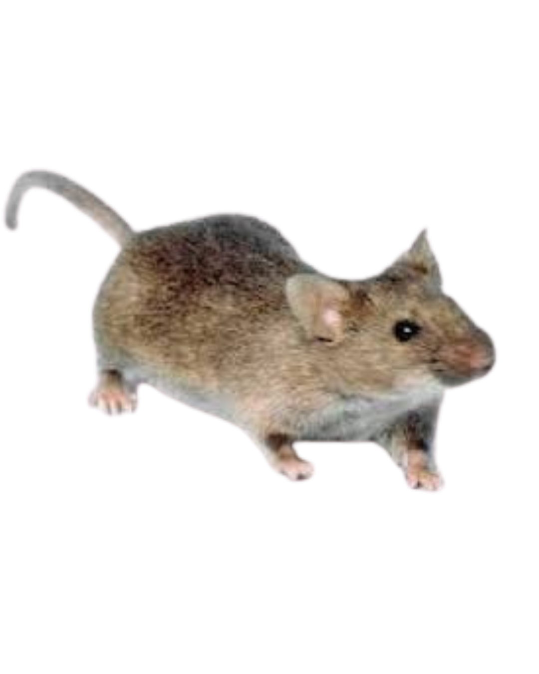 Rat control in Delhi NCR