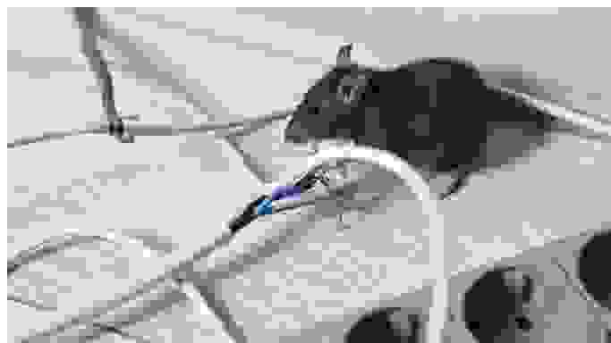 Rodents control