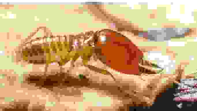 Termite treatment