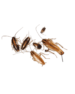 Cockroach-control-Delhi
