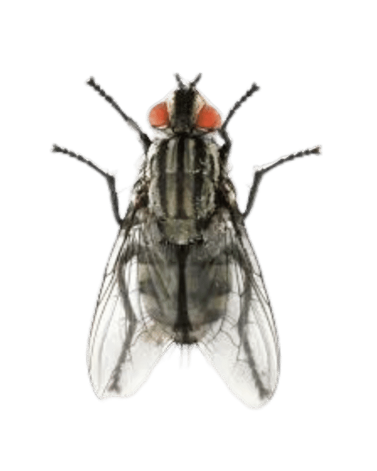 Flies-control-in-Delhi